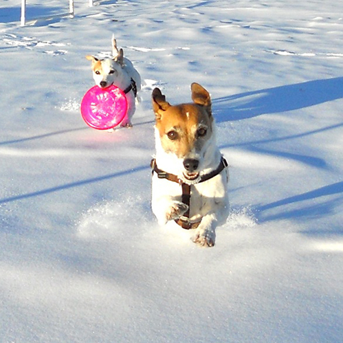 1- gigi’s dogs in snow