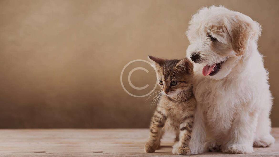 Puppy Day Camp